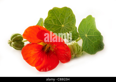 Fioritura freschi Fiori i Nasturzi Foto Stock