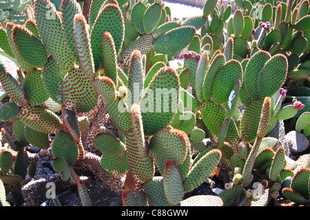 Ficodindia cactus, vicino a Salou, Costa Daurada, provincia di Tarragona Catalogna Foto Stock