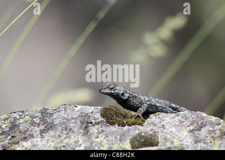 Western recinto o ventre blu Lizard (Sceloporus occidentalis) il Parco Nazionale di Yosemite, Sierra Nevada, in California Foto Stock