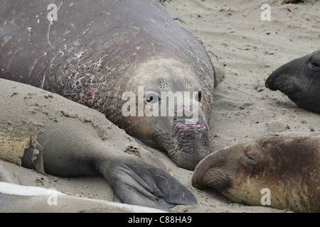 Adulto di foche elefanti Mirounga angustirostris poggiante sulla spiaggia di San Simeone, California, Stati Uniti d'America Foto Stock