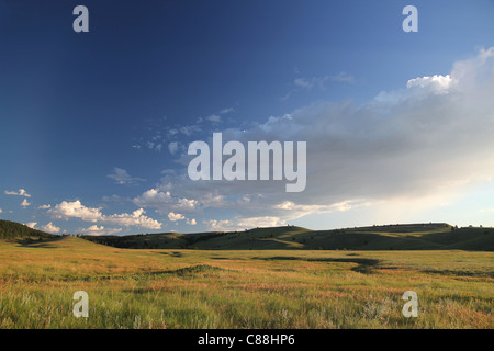 Custer State Park nel Sud Dakota all'alba Foto Stock