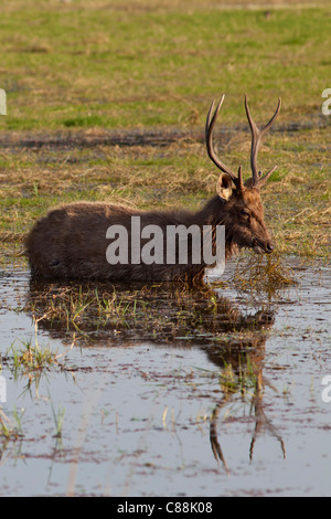 Indian Sambar Rusa unicolor, cervo maschio alimentazione nel lago Rajbagh in Ranthambhore National Park, Rajasthan, India Foto Stock
