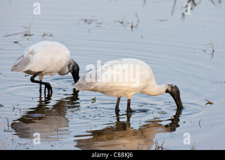 Black-Headed Ibis, Threskiornis melanocephalus, coppia alimentando in Ranthambhore National Park, Rajasthan, India settentrionale Foto Stock