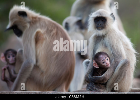 Indiano scimmie Langur, Presbytis entellus, nel Parco nazionale di Ranthambore, Rajasthan, India Foto Stock