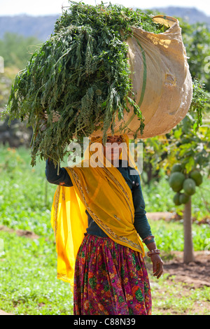 Donna indiana abitante lavorando presso l'azienda smallholding trasportano alimenti per animali a Sawai Madhopur vicino Ranthambore in Rajasthan, India Foto Stock