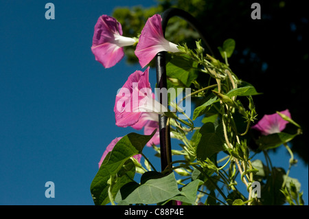 Gloria di mattina vitigni raggiungendo verso il sole. Foto Stock