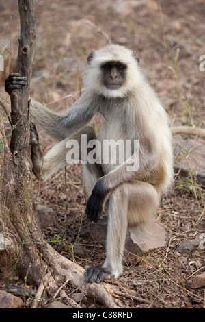 Indian Langur monkey, Presbytis entellus, sul ramo di albero in Ranthambhore National Park, Rajasthan, India settentrionale Foto Stock