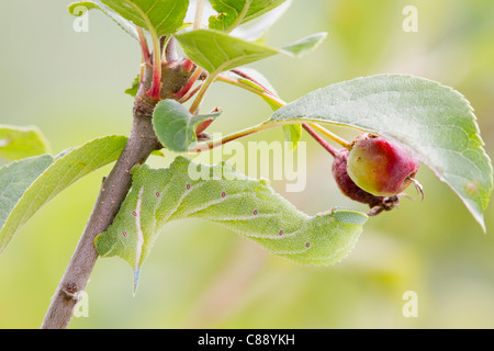 Eyed hawk-moth caterpillar verde (smerinthus ocellata) su apple tree Foto Stock