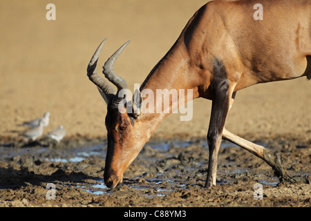 Red hartebeest (Alcelaphus buselaphus) acqua potabile, Kgalagadi Parco transfrontaliero, Sud Africa Foto Stock