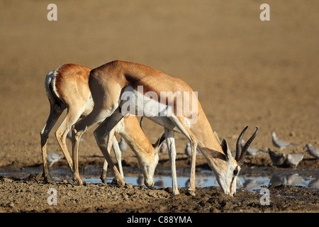 Springbok antilopi (Antidorcas marsupialis) e colombe acqua potabile, Kgalagadi Parco transfrontaliero, Sud Africa Foto Stock