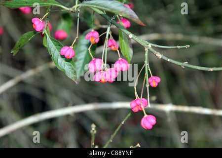 Luminose mandrino viola le bacche crescono in Dorset, England Regno Unito Foto Stock