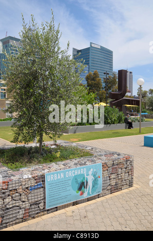 Perth frutteto urbano comunità giardino nel centro di Perth centro culturale, Perth, Western Australia Foto Stock