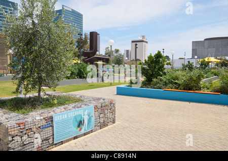 Perth frutteto urbano comunità giardino nel centro di Perth centro culturale, Perth, Western Australia Foto Stock