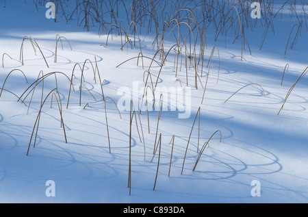 La linea e le ombre, erbe congelate in Blachford Lago, Northwest Territories, Canada inverno Foto Stock