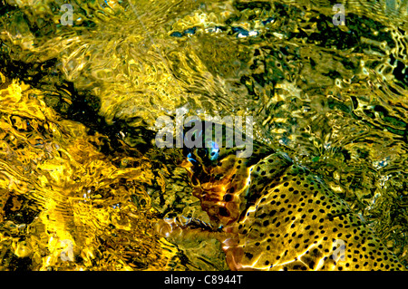 Trota spietato aumento nel flusso d'oro Foto Stock