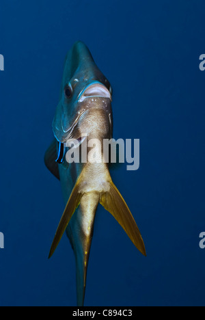 Spadefish Longfin con wrasse sotto l'acqua Foto Stock