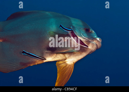 Spadefish Longfin con wrasse sotto l'acqua Foto Stock