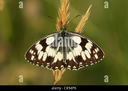 In marmo bianco (butterfly Melanargia galathea) femmina arroccato con alette aperte Foto Stock