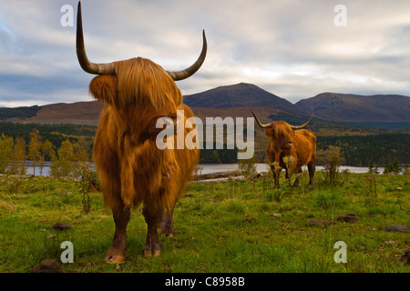 Highland bestiame preso sopra Loch Garry nelle Highlands Scozzesi. Foto Stock
