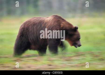 Wild orso europeo (Ursus arctos) aggirava intorno abstract che mostra il movimento Foto Stock