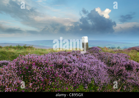 Vista da Castleton Rigg in tutta la tomaia Esk valley con la fioritura erica e antica pietra di confine in primo piano Foto Stock