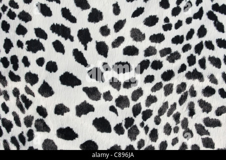 Close up di nero e di bianco spot dalmata Foto Stock