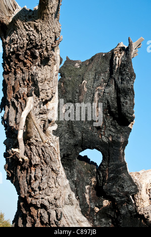 Medieval quercia credevano di essere al di sopra di 750 anni, noto anche come Matusalemme La Quercia Home Park, Surrey, England, Regno Unito Foto Stock