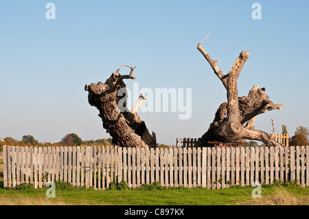 Medieval quercia credevano di essere al di sopra di 750 anni, noto anche come Matusalemme La Quercia Home Park, Surrey, England, Regno Unito Foto Stock