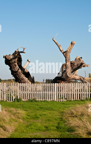 Medieval quercia credevano di essere al di sopra di 750 anni, noto anche come Matusalemme La Quercia Home Park, Surrey, England, Regno Unito Foto Stock