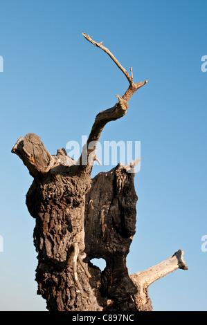 Medieval quercia credevano di essere al di sopra di 750 anni, noto anche come Matusalemme La Quercia Home Park, Surrey, England, Regno Unito Foto Stock