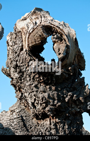 Medieval quercia credevano di essere al di sopra di 750 anni, noto anche come Matusalemme La Quercia Home Park, Surrey, England, Regno Unito Foto Stock