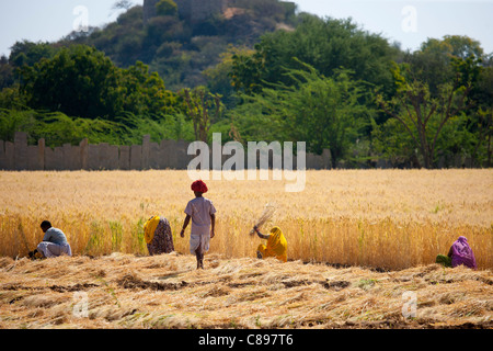 Orzo raccolto dagli enti locali ai lavoratori agricoli guardato da un agricoltore nei campi a Nimaj, Rajasthan, India settentrionale Foto Stock