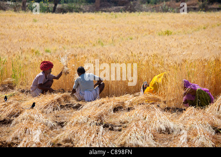 Raccolto di orzo raccolto dagli enti locali ai lavoratori agricoli e agricoltore in turbante a Nimaj Village, Rajasthan, India Foto Stock