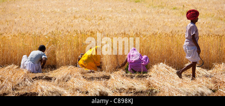 Raccolto di orzo raccolte dagli enti locali ai lavoratori agricoli e agricoltore indossando turbante in campi a Nimaj, Rajasthan, India Foto Stock