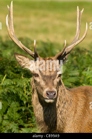 Anteriore a tre quarto vista di un cervo che mostra i palchi Foto Stock