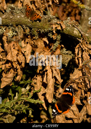 Red Admiral butterfly, Vanessa Atalanta, e virgola butterfly, Polygonia c-album crogiolarvi al sole su foglie morte, l'autunno. Il Dorset. Foto Stock