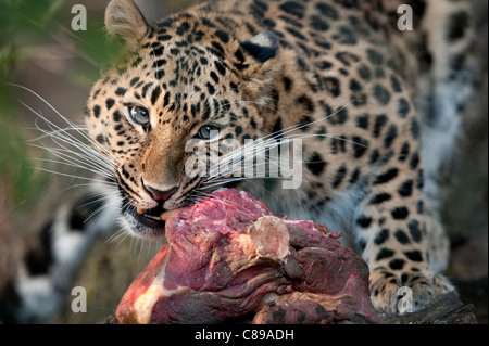 Femmina di Amur leopard mangiare carne Foto Stock