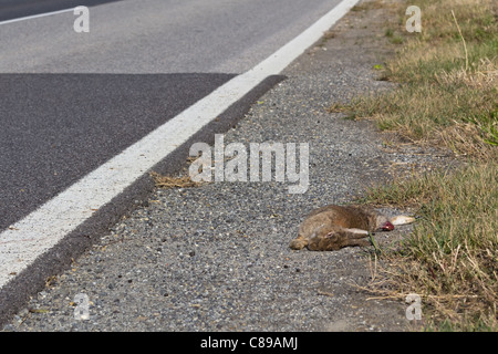 Un morto lepre accanto a una strada in Austria che è stato catturato da una macchina Foto Stock