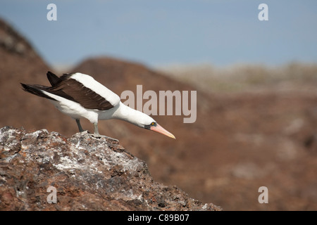 Nazca Booby (Sula granti) preparare per il decollo Foto Stock