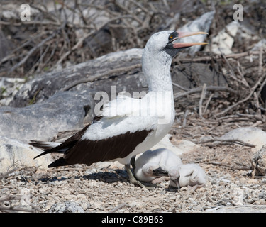 Obbligherà siblicide a Nazca sule. I vecchi pulcino più grande è più piccolo che attacca i gemelli, spingendolo fuori la parte ombreggiata del nido nel sole caldo Foto Stock