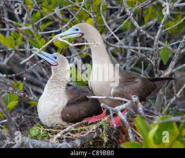 La coppia di Booby (Sula sula) con i piedi rossi nidificano insieme in un albero di mangrovie, entrambi gli uccelli che tengono un piccolo ramo nelle loro querce, Galapagos Foto Stock