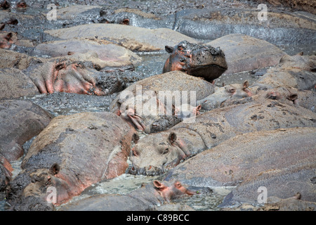 Ippona (Hippopotamus amphibius) in Katavi National Park, Tanzania Africa Foto Stock