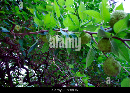 Ramo di albero pieno di Osage Orange (Maclura pomifera) cavallo Apple, Hedge Apple i sottoprodotti non commestibili di frutta al più presto per far cadere a terra Foto Stock