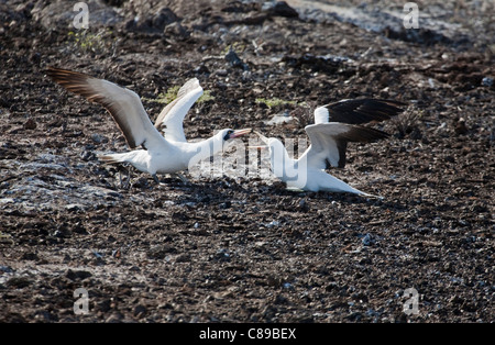 Nazca Boobies (Sula granti) combattimenti Foto Stock