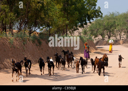 Donna indiana con allevamento di capre al Sawai Madhopur nel Rajasthan, India settentrionale Foto Stock