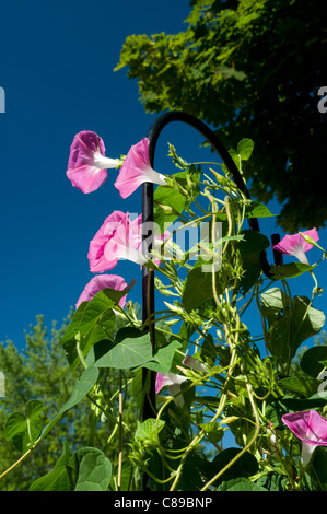 Gloria di mattina vitigni raggiungendo verso il sole. Foto Stock