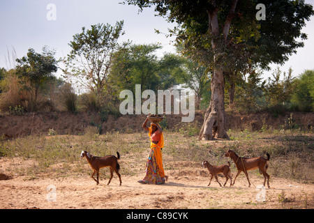 Donna indiana con allevamento di capre al Sawai Madhopur nel Rajasthan, India settentrionale Foto Stock