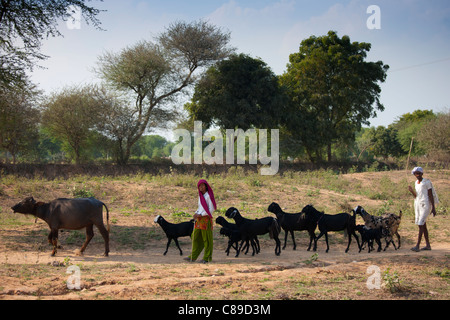 Indian uomo e donna con allevamento di capre al Sawai Madhopur nel Rajasthan, India settentrionale Foto Stock