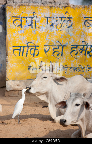 Garzetta pecks vola da bull faccia tra allevamento di bestiame al villaggio Jhupidiya in Sawai Madhopur, Rajasthan, India settentrionale Foto Stock