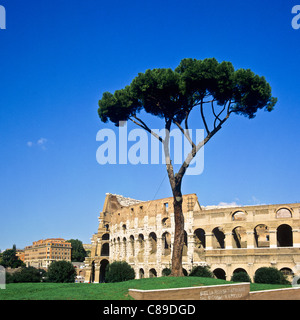 Ombrello in pino di fronte al Colosseo Roma Italia Europa Foto Stock